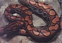 Serpent (Photo F. Mrugala) (1)